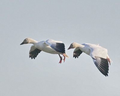 2-1 geese incoming 5206.JPG