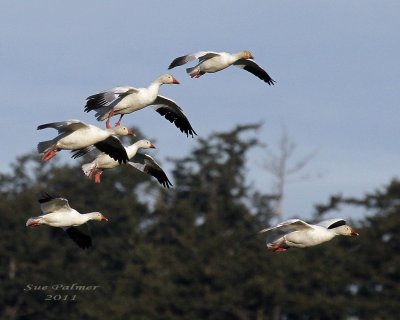 2-1 geese incoming 5255.jpg