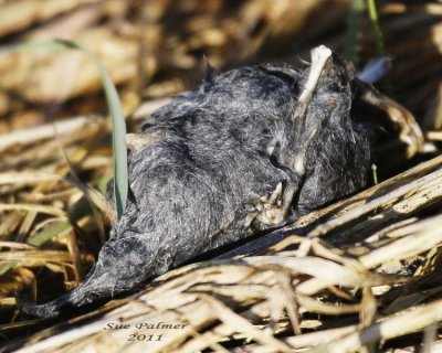 2-1 owl pellet e 5313.jpg