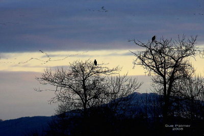 2-3 eagles + geese incoming web 9735 .jpg