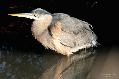 2-18 heron web 0579.jpg