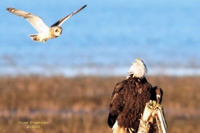 2-18 owl vs eagle web 0545p.jpg
