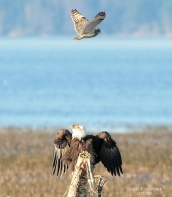 2-18 owl vs eagle web 0557.jpg