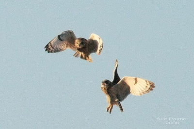 2-18 owl vs owl web 0494.jpg