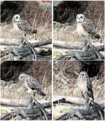 2-20 owl face.jpg