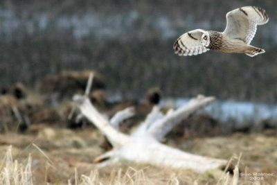 2-20 owl 0973.jpg