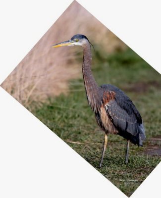 2-20 ff heron 1050.jpg