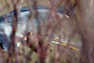 2-20 heron web 1051.jpg