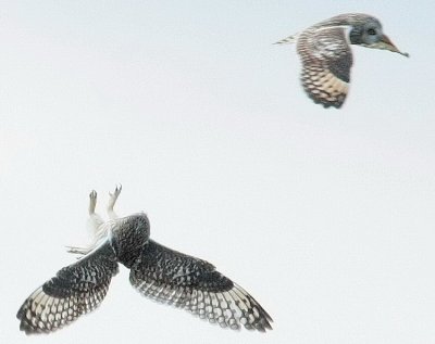 2-24 owl vs owl 1421.jpg
