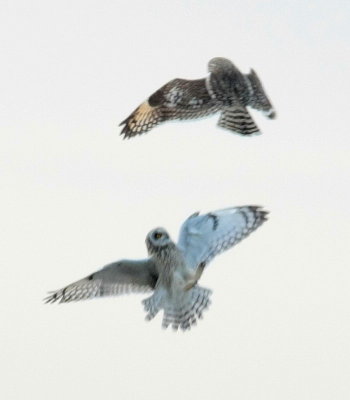 2-24 owls 1415.jpg