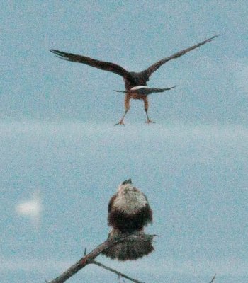 2-24 roughie  harrier 1193.jpg