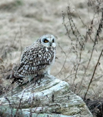 2-28 owl web 1590.jpg