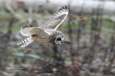 2-28 owl web 1699.jpg