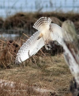 2-28 owl web 1779.jpg