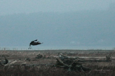 2-28 heron web 1556.jpg