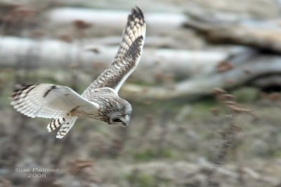 2-28 owl web 1700.jpg
