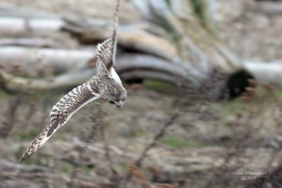 2-28 owl web 1701 .jpg