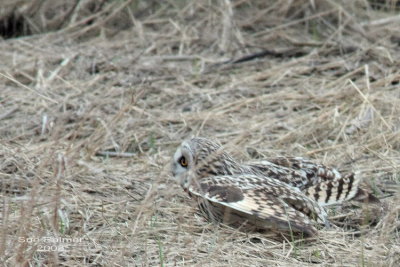 2-28 owl web 1706.jpg