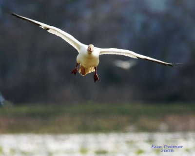 3-6 snowgeese web 2390.jpg