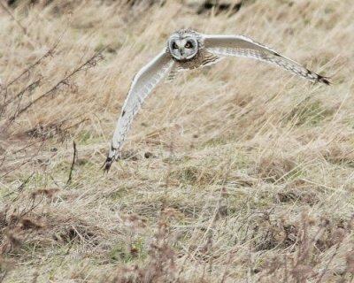 3-9 owl web 2819.jpg