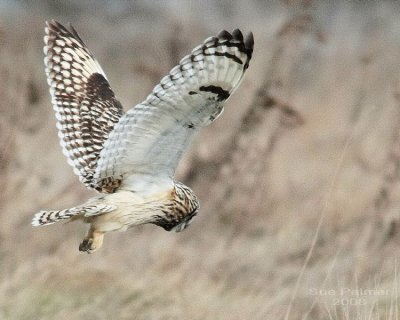 3-9 owl web 2708.jpg