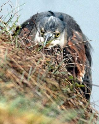 3-9 heron 2598.jpg