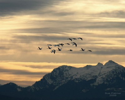 3-9 swans web 2575.jpg