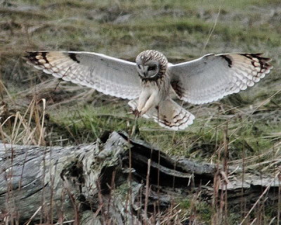 3-9 owl web 2855.jpg