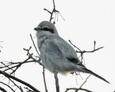 3-12 shrike web 2921.jpg