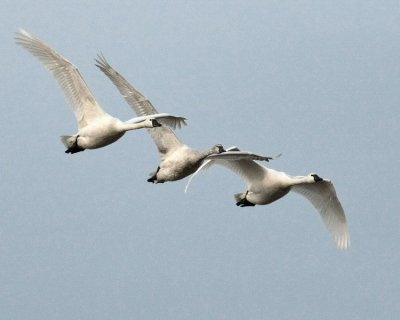 3-12 swans web 2985.jpg
