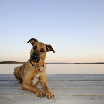 ngla on a bridge in sunset