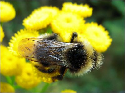 Bumble bee 2