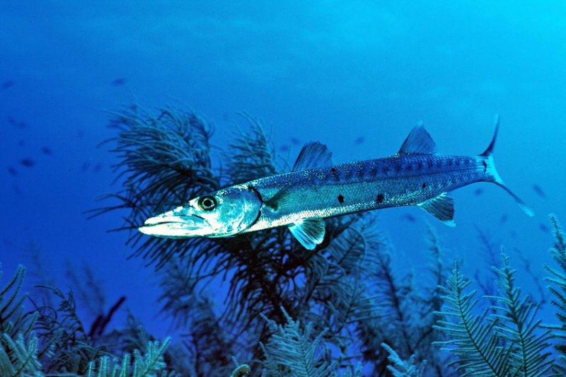 Giant Barracuda