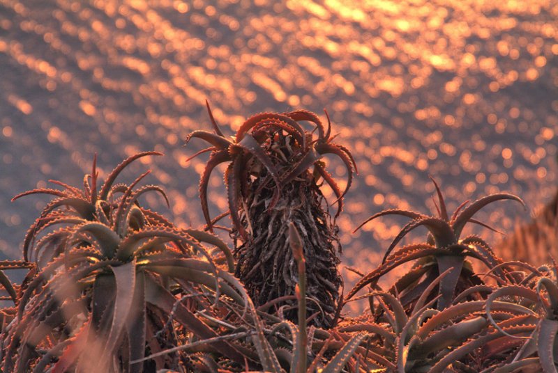 Cacti at sunset