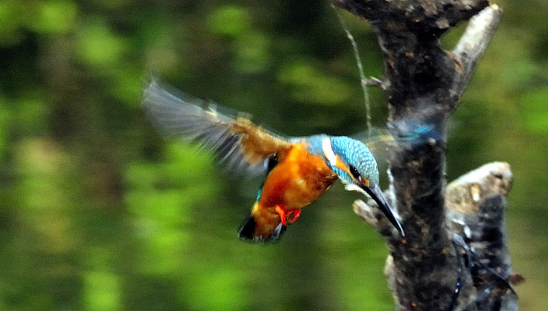 Flapping Wings to Land