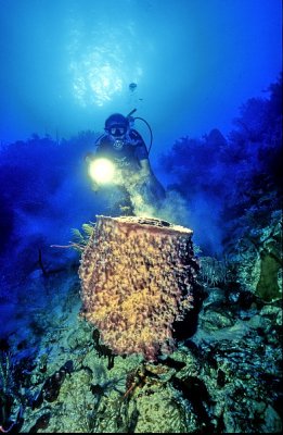 Giant Sponge, 'Xestospongia muta'