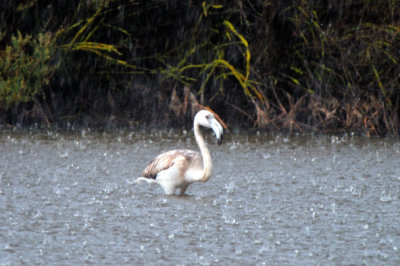 Rain Flamingo