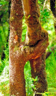 Tree hug