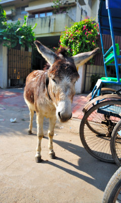 Wildlife in New Delhi