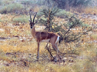 Indian Deer