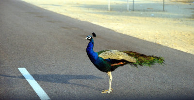 Peacock crossing