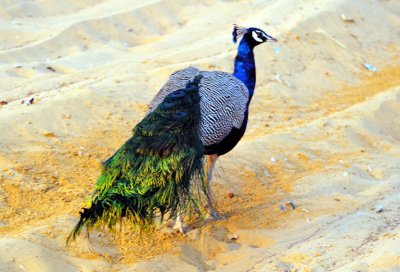 Wild Peacock
