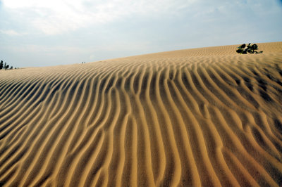 Thar Dunes