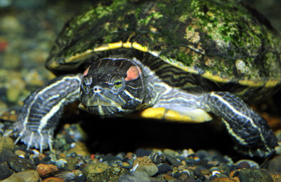 Turtle Walking Underwater