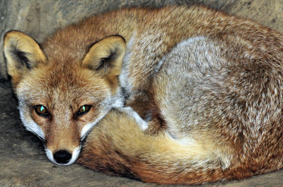 Kitsune, the Fox