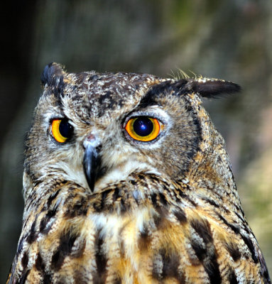 Owl Portrait