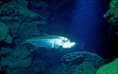 Tarpoon in Cave