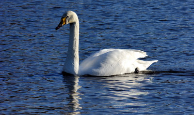 Swan: Peace at Last!
