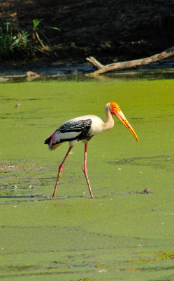 Stork Fishing in Stagnant Waters