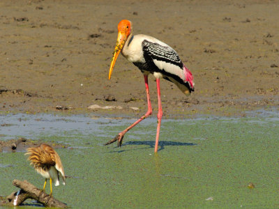 Stork Apreciating Heron Toilette